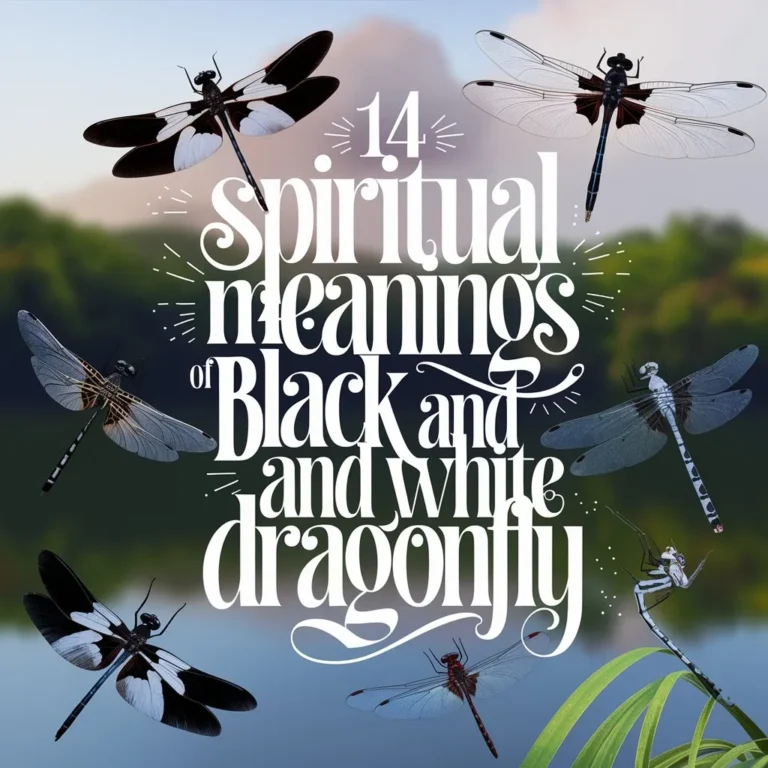 14 Spiritual Meanings of Black and White Dragonfly: Uncovering the Mysteries of This Rare Insect